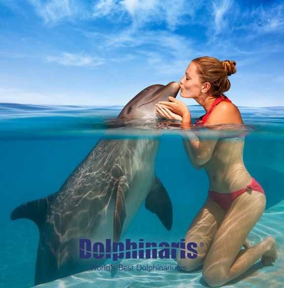 Nado Con Delfines En Ventura Park, Quintana Roo, México